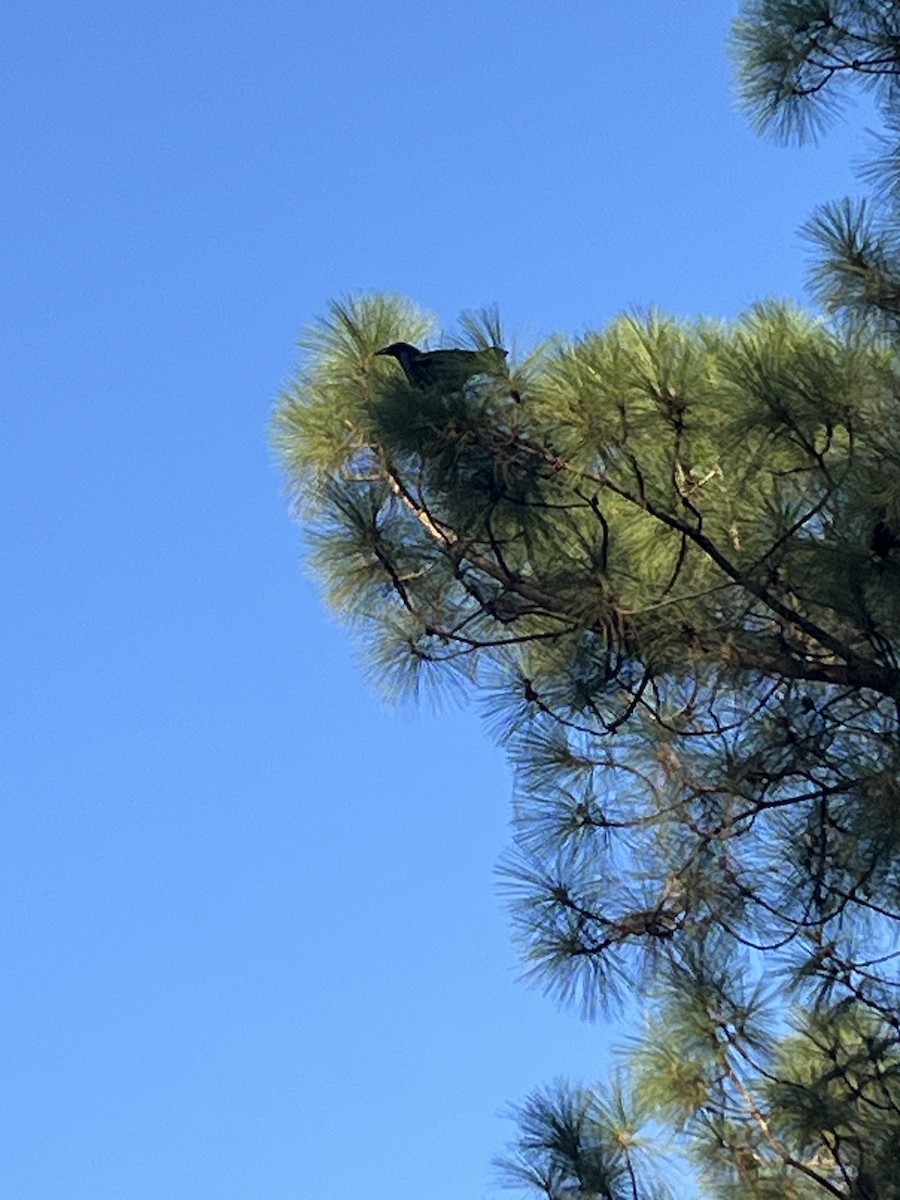 Common Raven - ML644290203