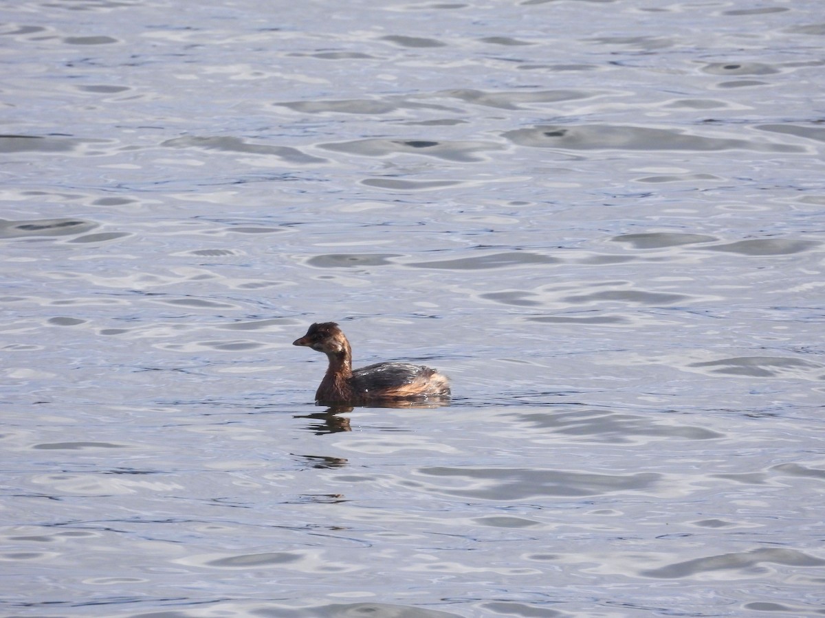 Pied-billed Grebe - ML644290207