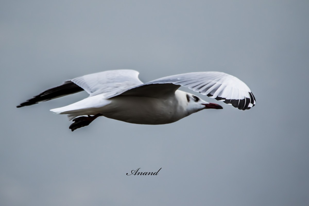 Бор толгойт цахлай - ML644290213