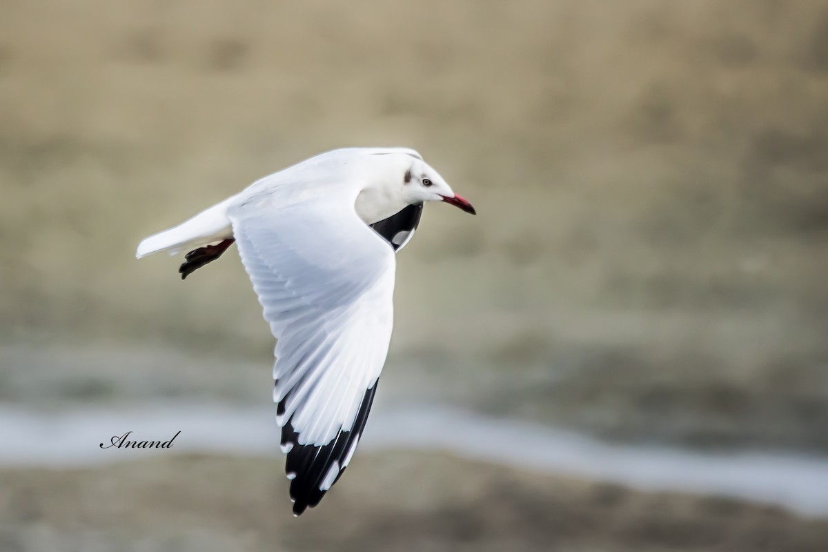 Бор толгойт цахлай - ML644290215