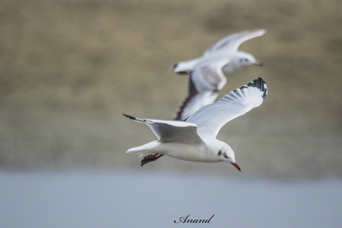 Бор толгойт цахлай - ML644290216