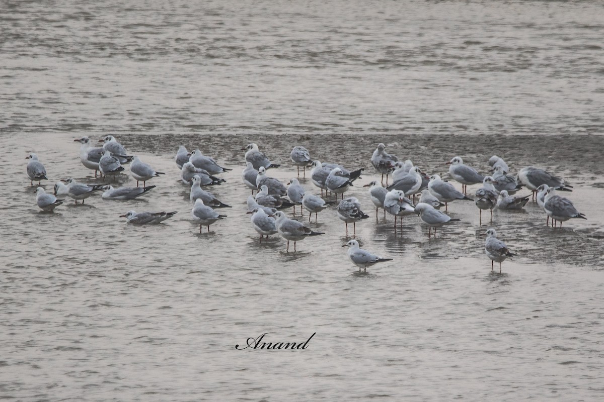 Бор толгойт цахлай - ML644290217