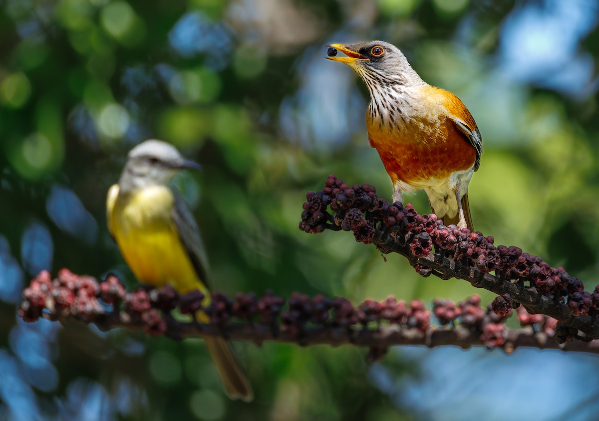 Rufous-backed Robin - ML644290224