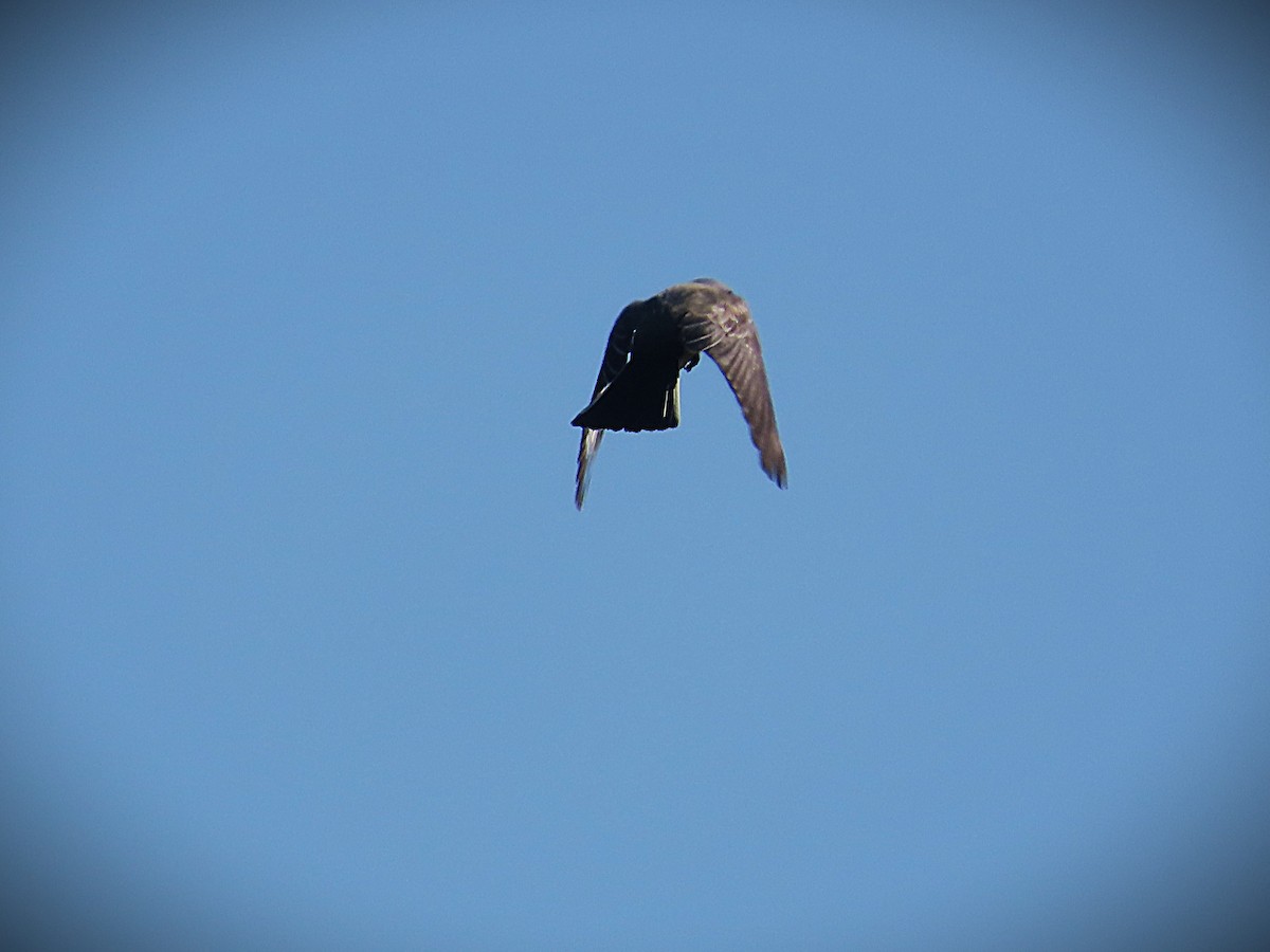 Western Kingbird - ML644290235
