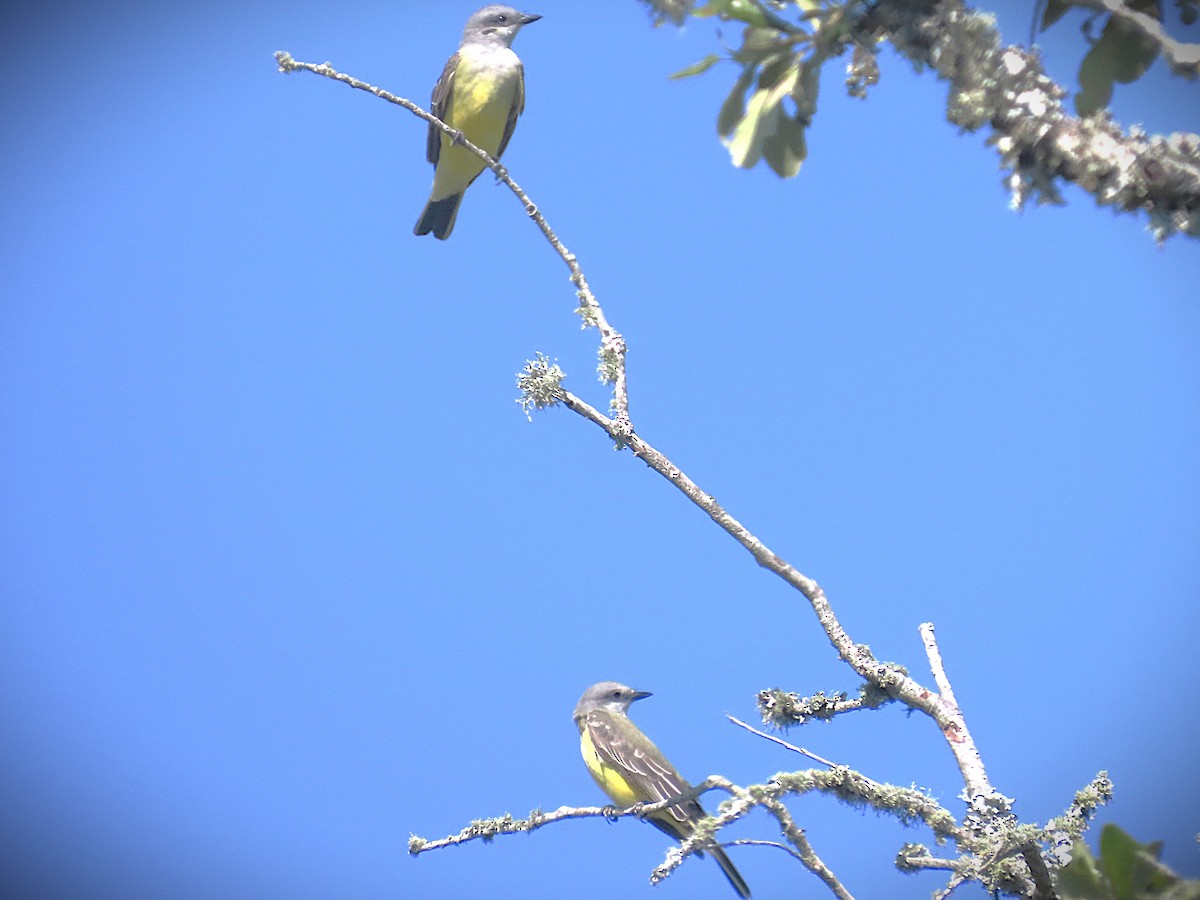 Western Kingbird - ML644290237