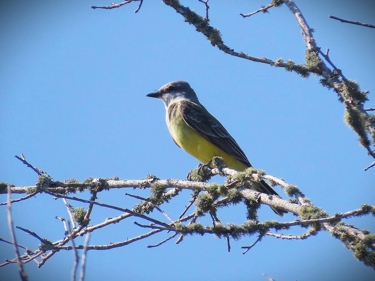 Western Kingbird - ML644290238