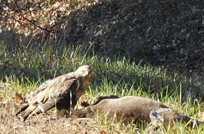 Rough-legged Hawk - ML644290247