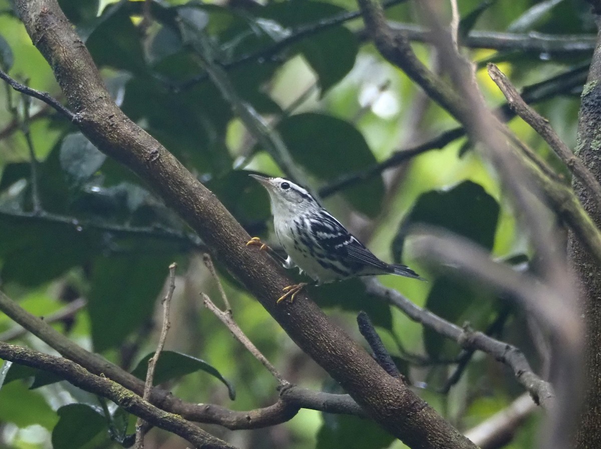 Black-and-white Warbler - ML644290248