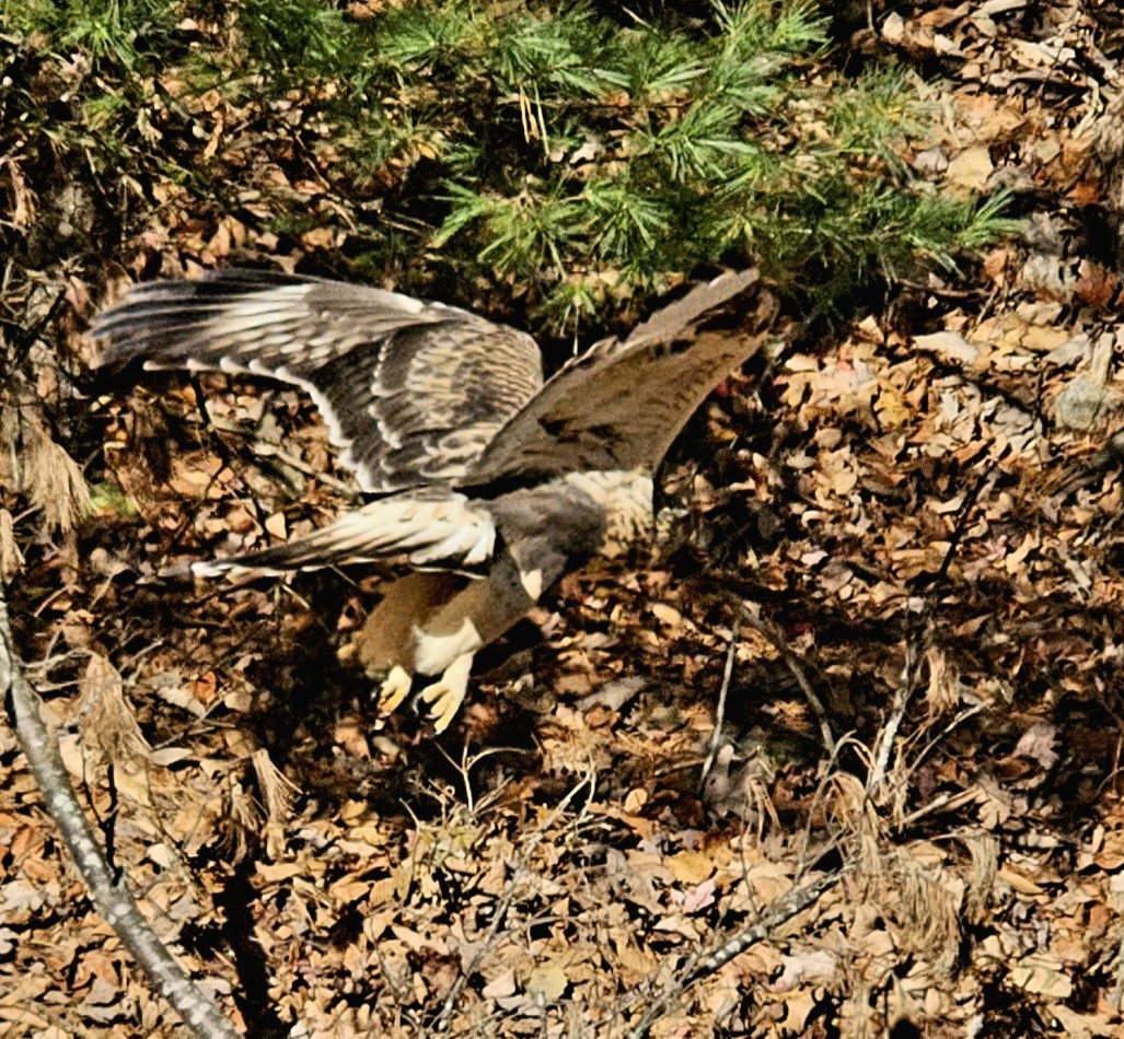 Rough-legged Hawk - ML644290249