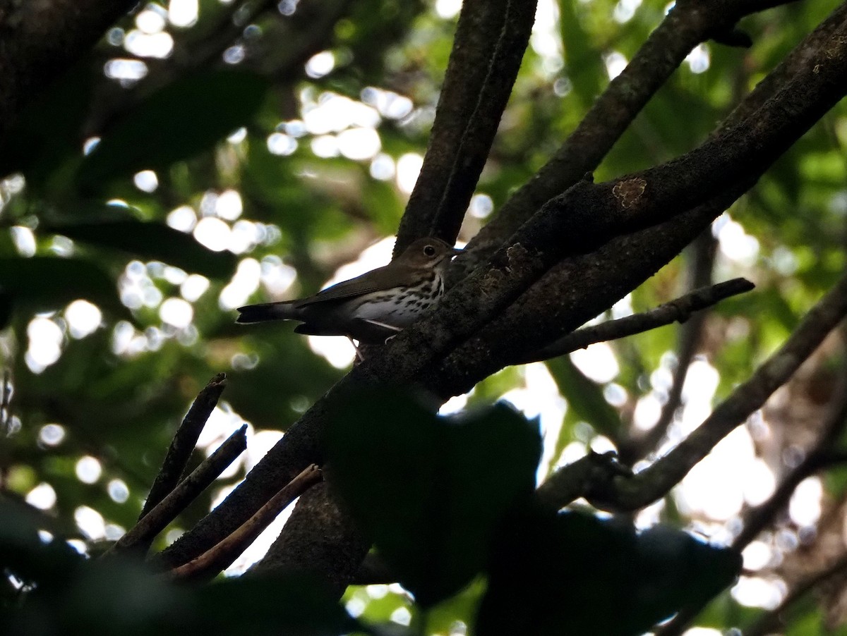 Ovenbird - ML644290250