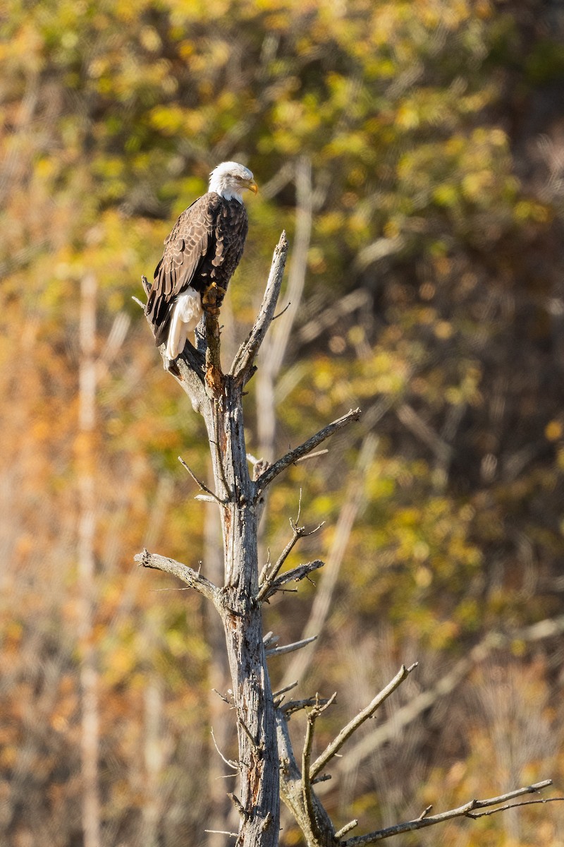 Bald Eagle - ML644290270