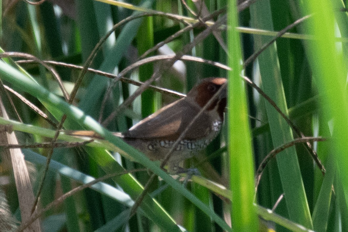 シマキンパラ - ML644290271