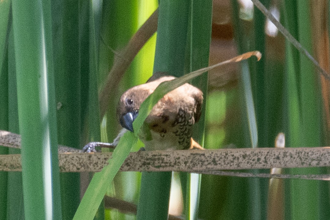 シマキンパラ - ML644290273