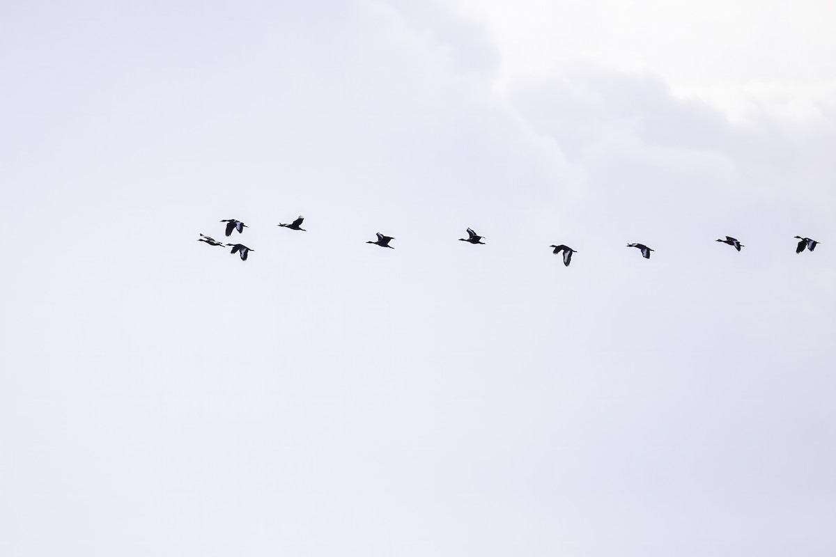 アカハシリュウキュウガモ - ML644290283