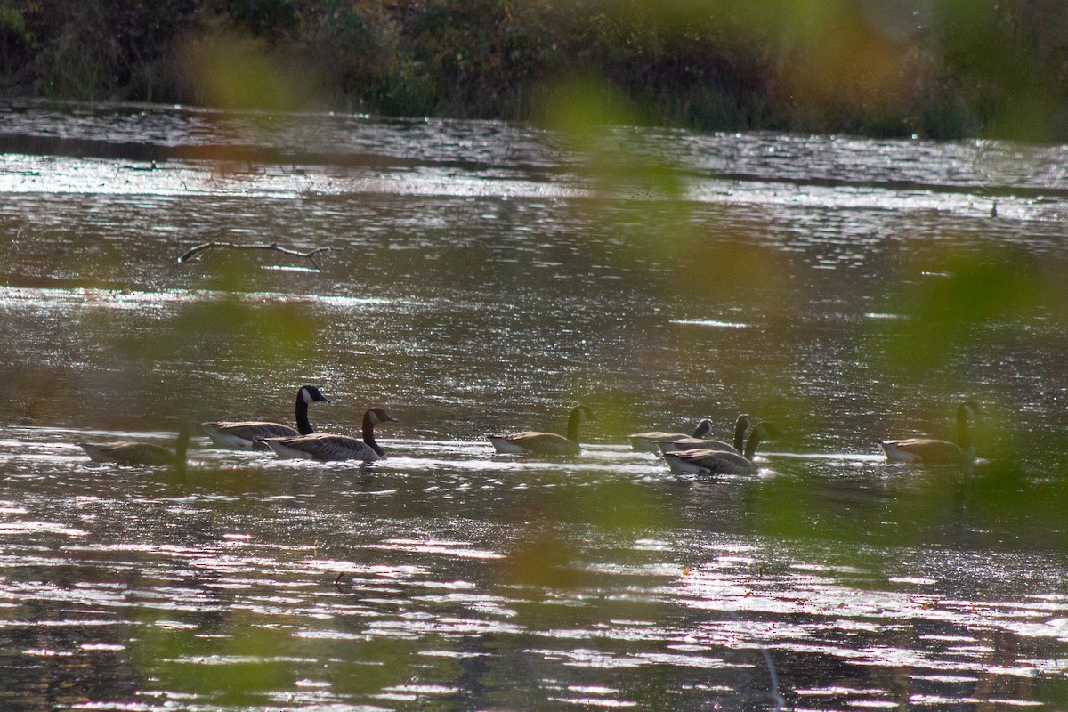 Oca canadese maggiore - ML644290285