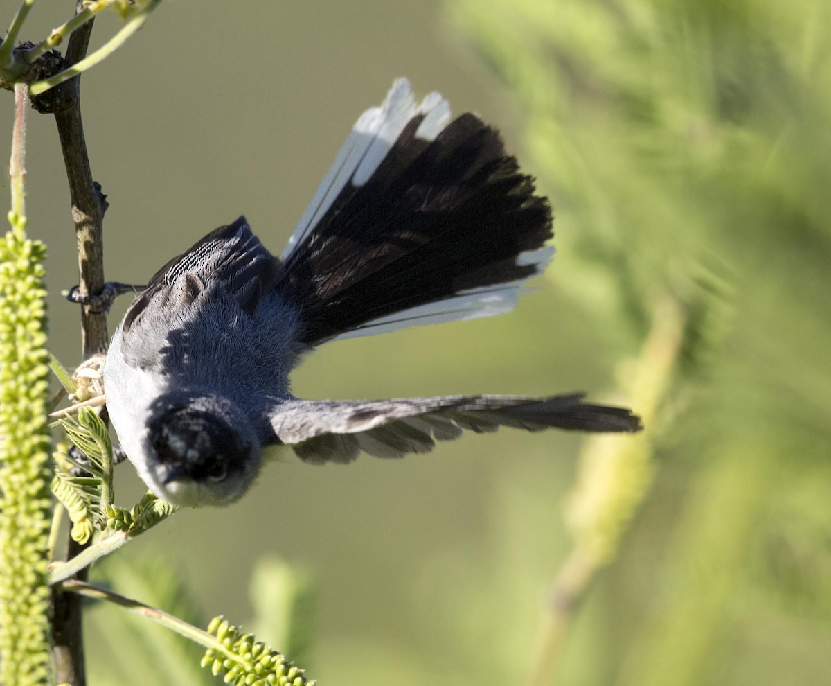 Gobemoucheron à coiffe noire - ML644290310