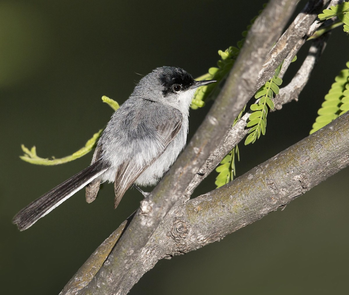 Gobemoucheron à coiffe noire - ML644290311