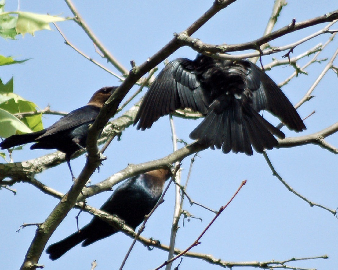 Brown-headed Cowbird - ML644290323