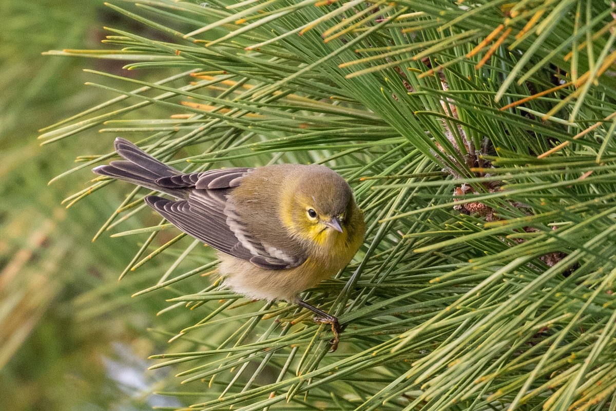 סבכון אורנים - ML644290325