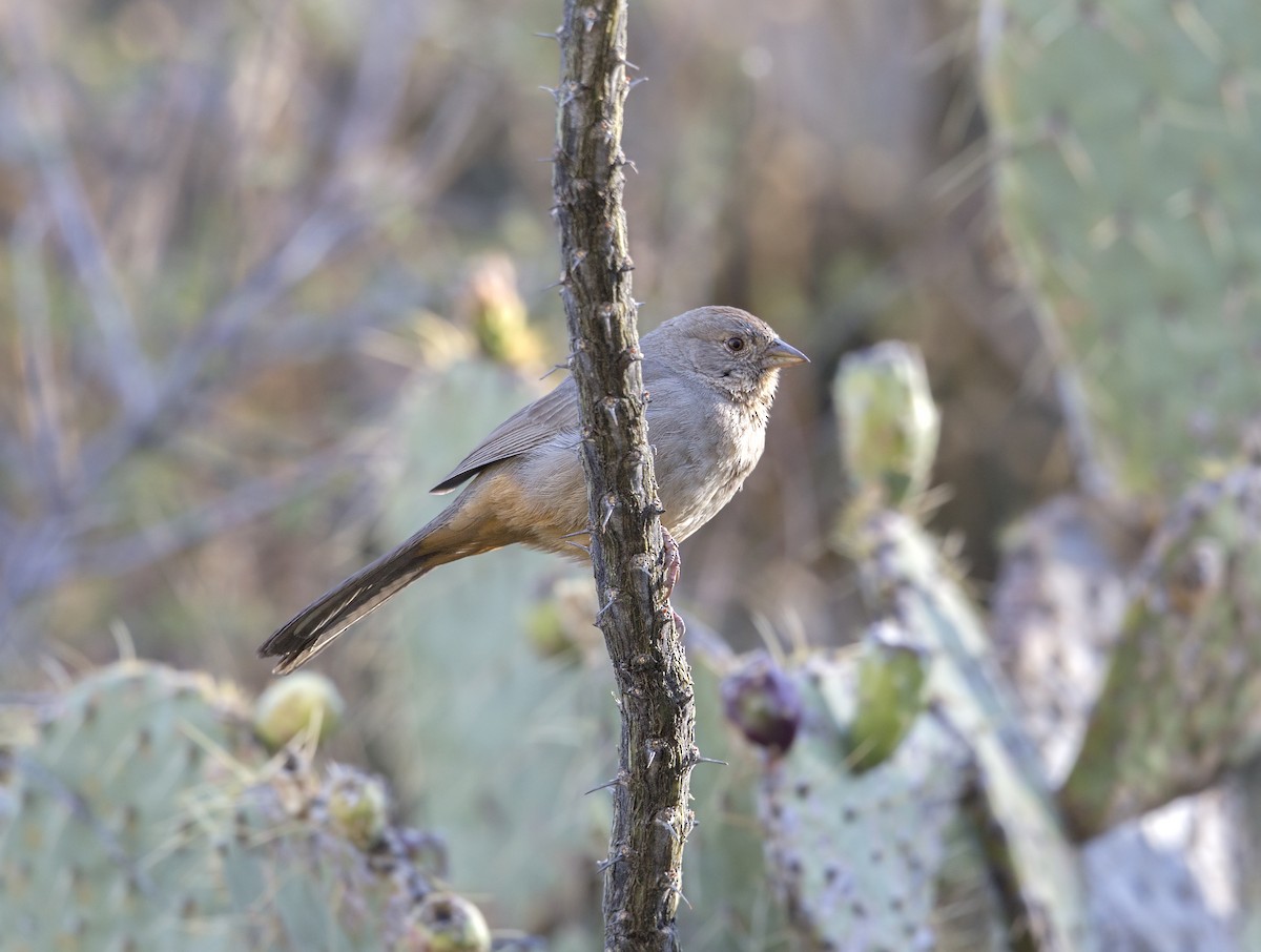Canyon Towhee - ML644290364