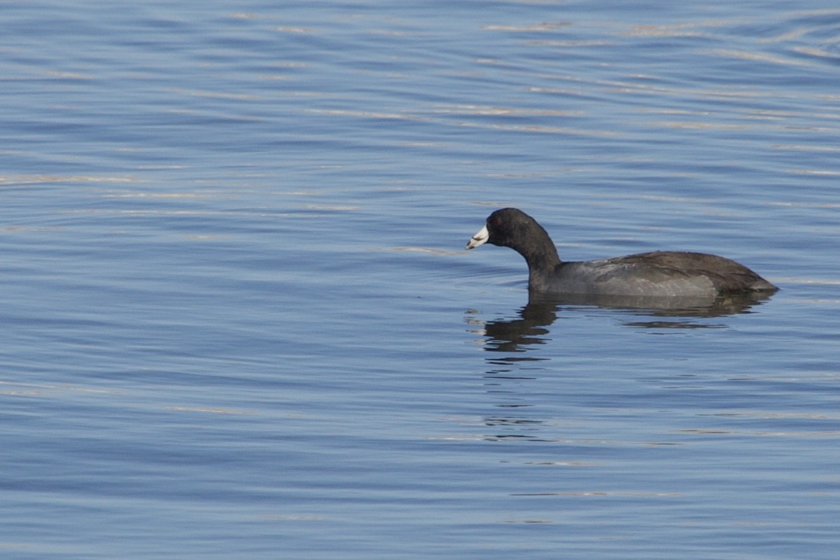 American Coot - ML644290366