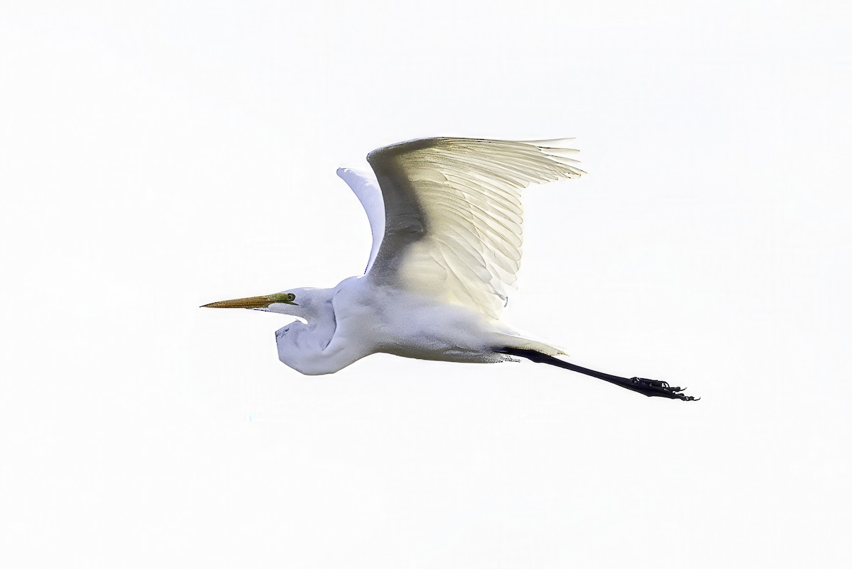 Great Egret - ML644290367
