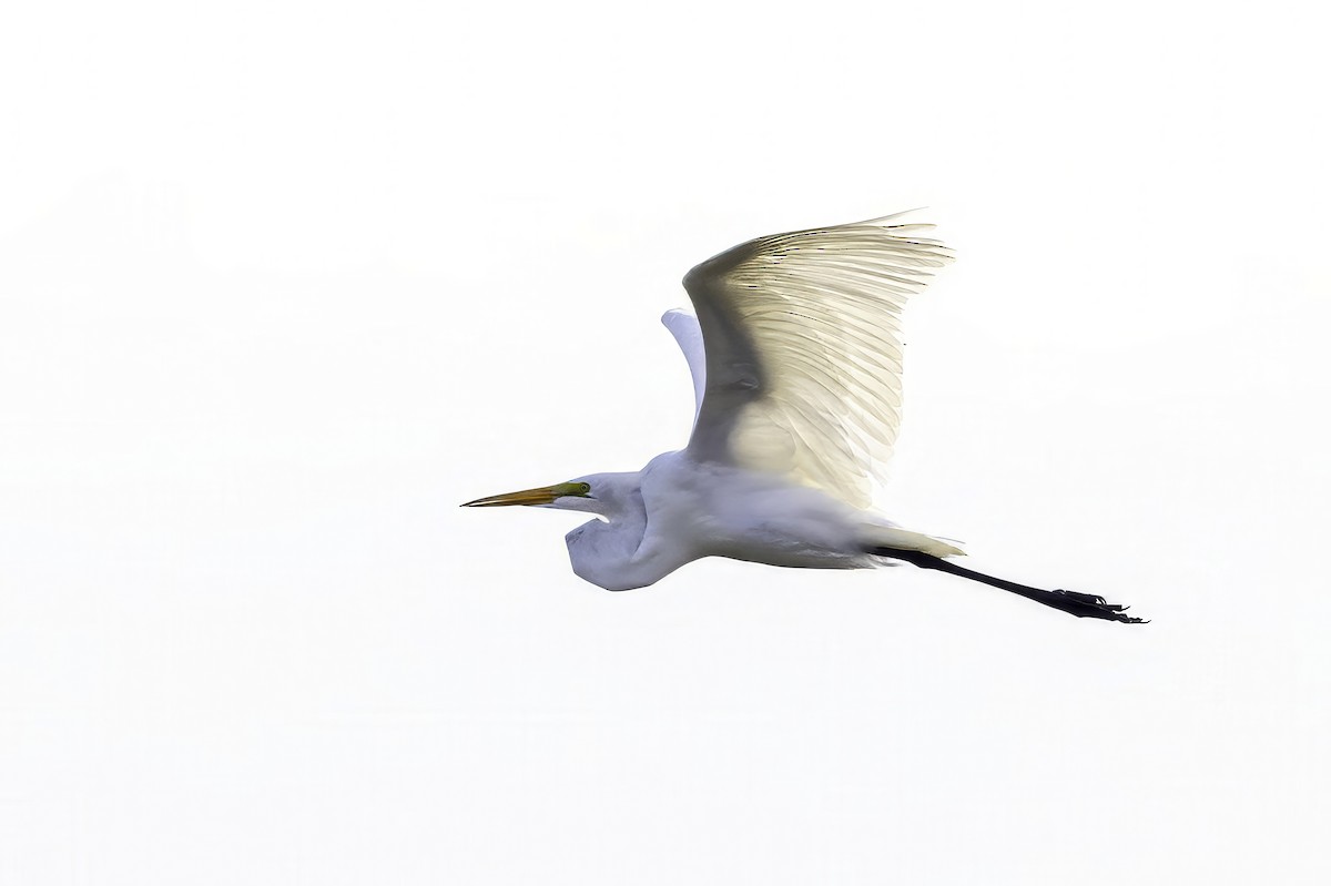 Great Egret - ML644290372