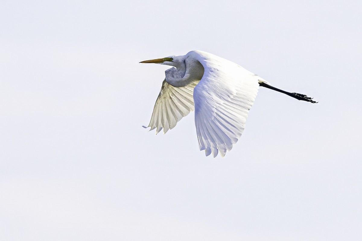 Great Egret - ML644290395