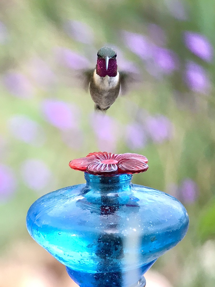 Colibri lucifer - ML644290396