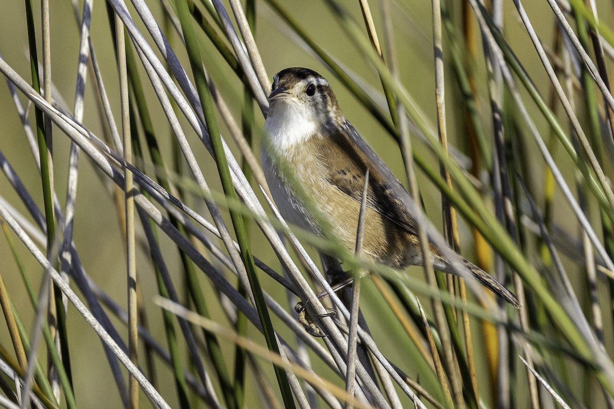 Cucarachero Pantanero - ML644290412