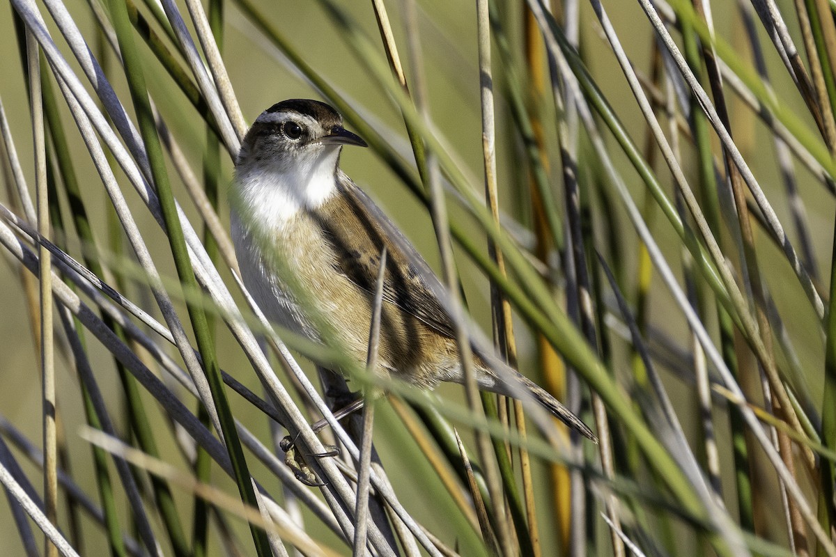 Cucarachero Pantanero - ML644290421