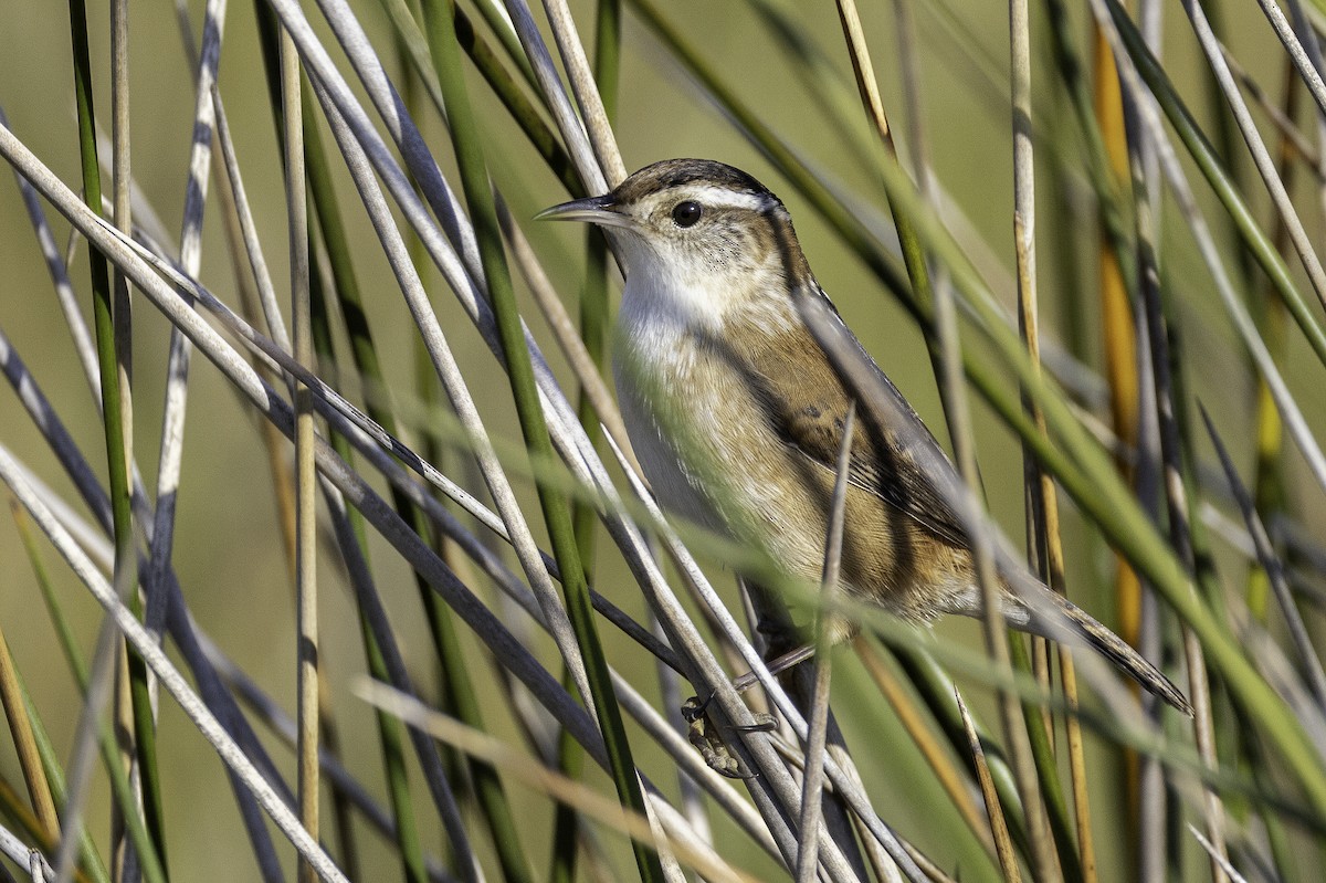 Cucarachero Pantanero - ML644290430