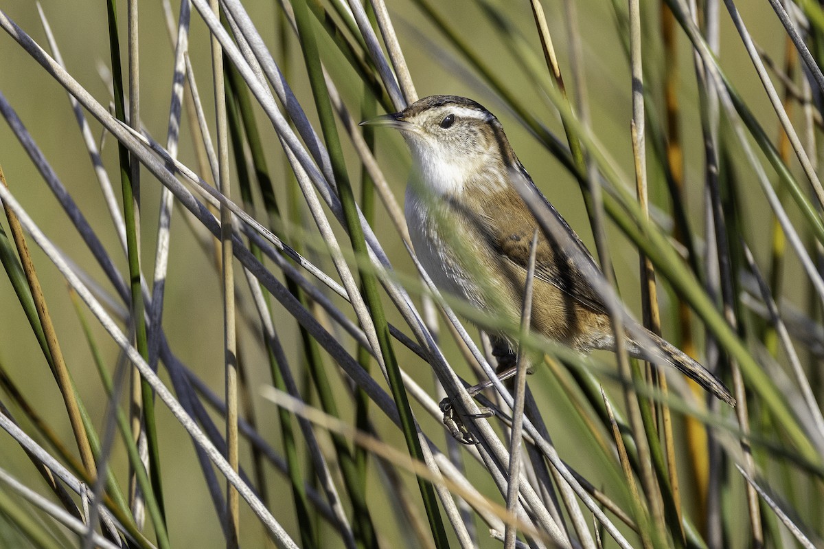 Cucarachero Pantanero - ML644290435