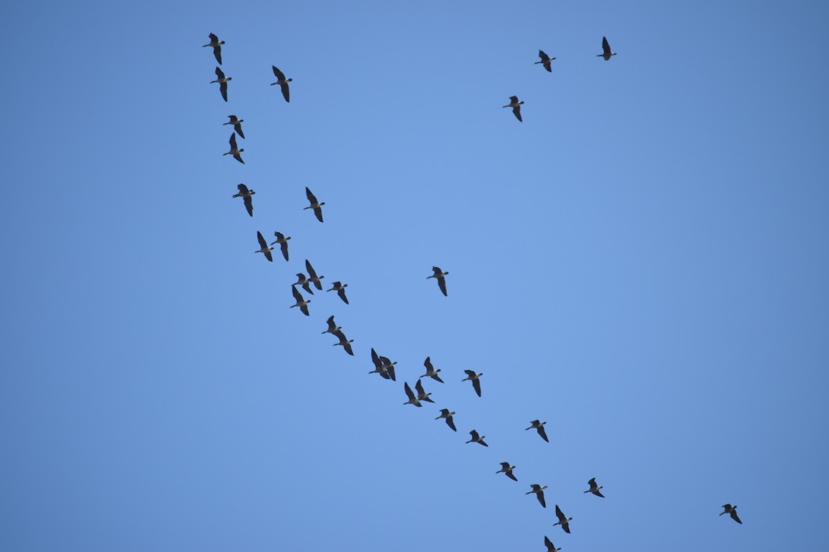 Oca canadese maggiore - ML644290437