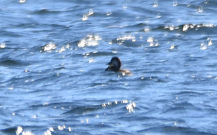 Amerika Kara Ördeği - ML644290438