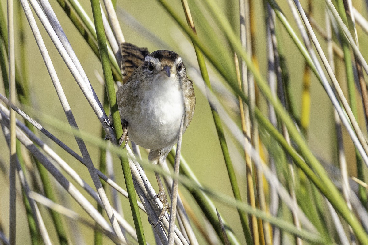 Cucarachero Pantanero - ML644290439