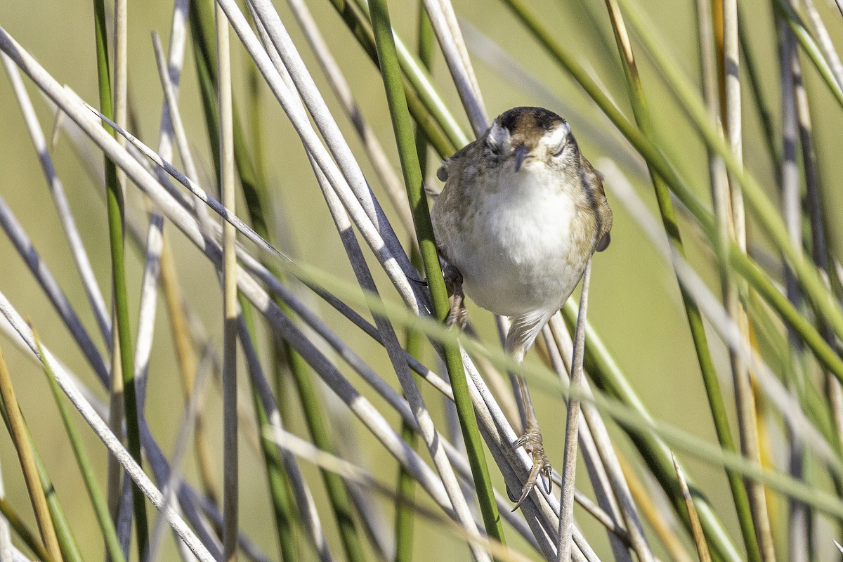Cucarachero Pantanero - ML644290442