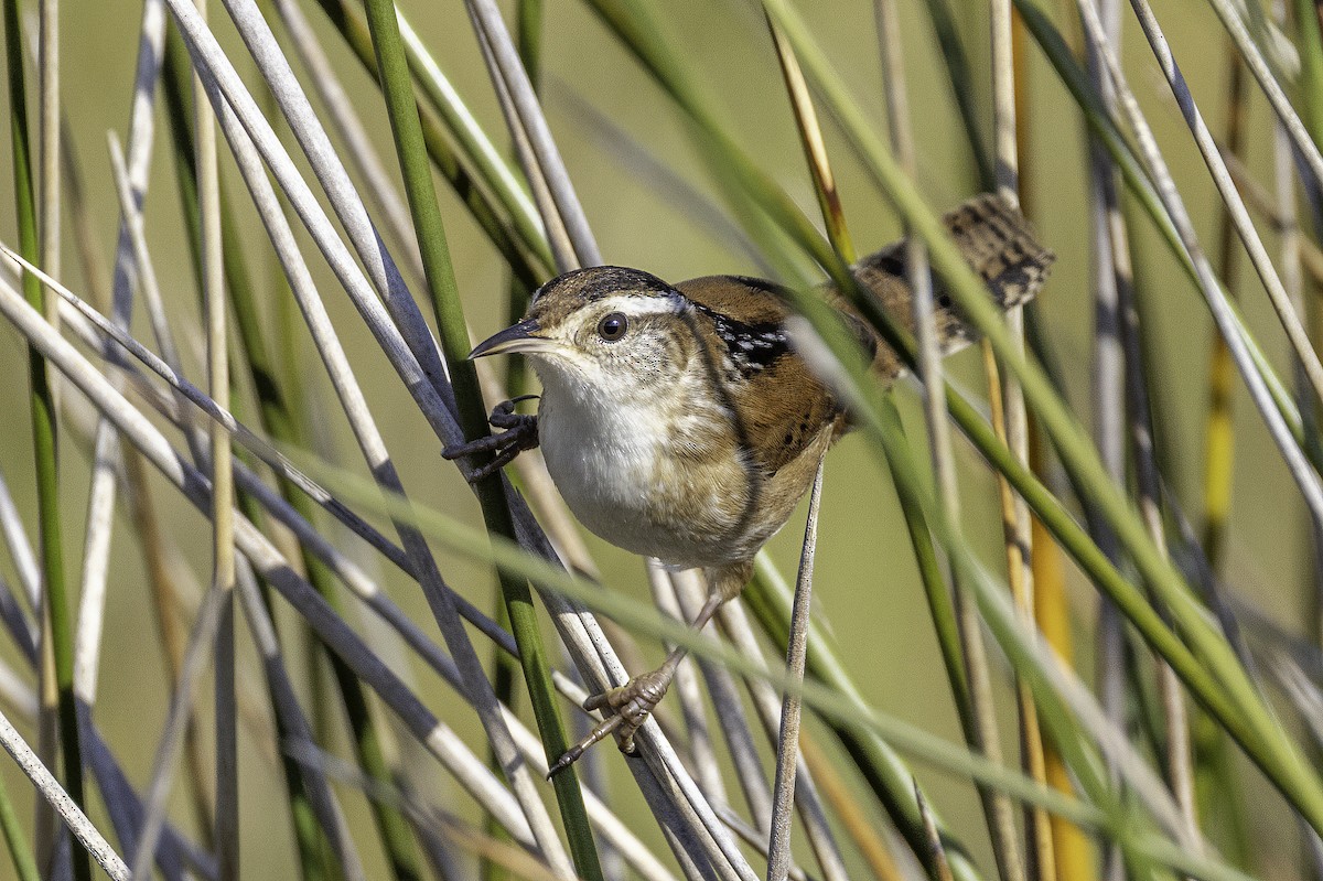 Cucarachero Pantanero - ML644290451