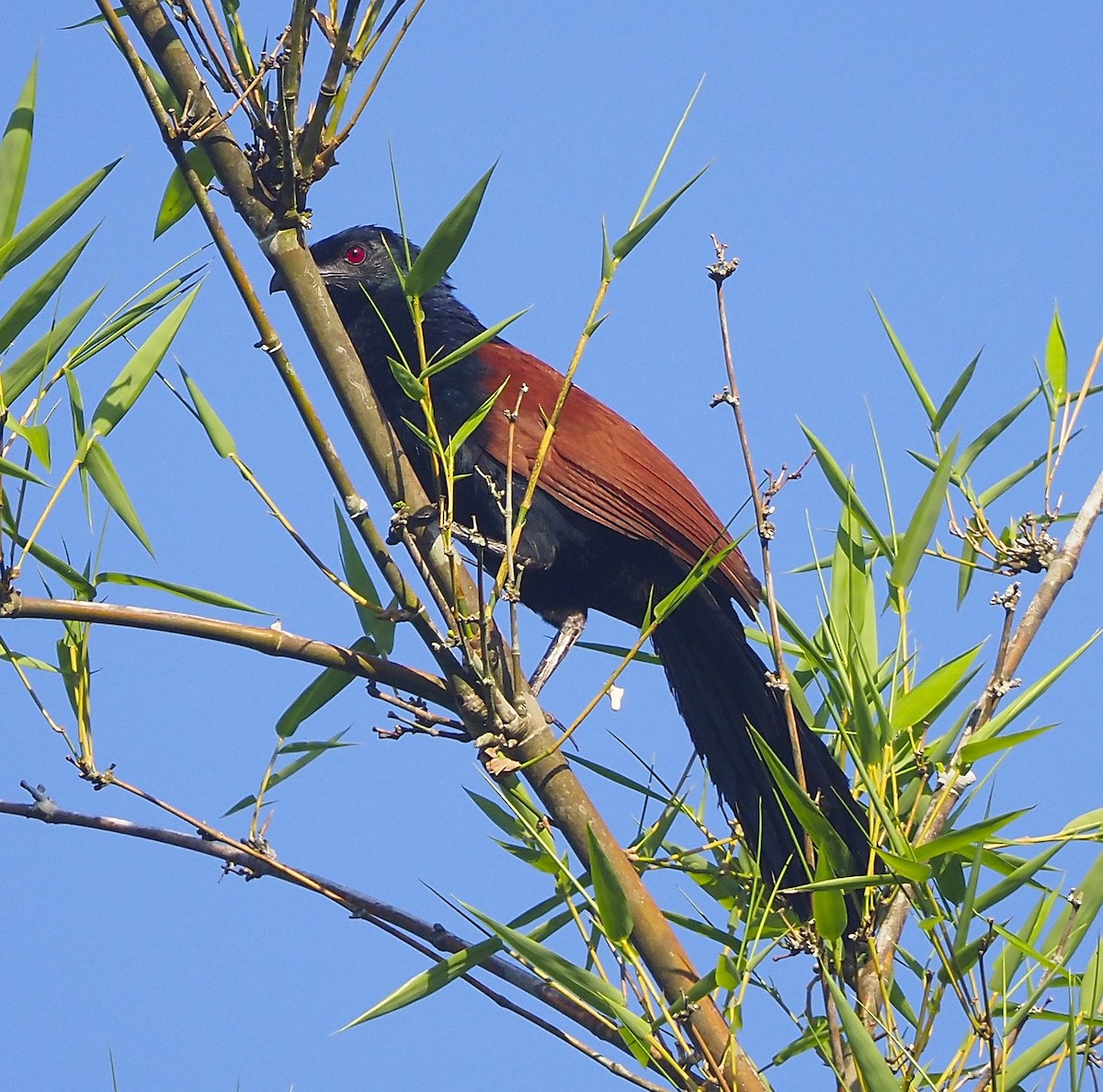 Greater Coucal - ML644290452