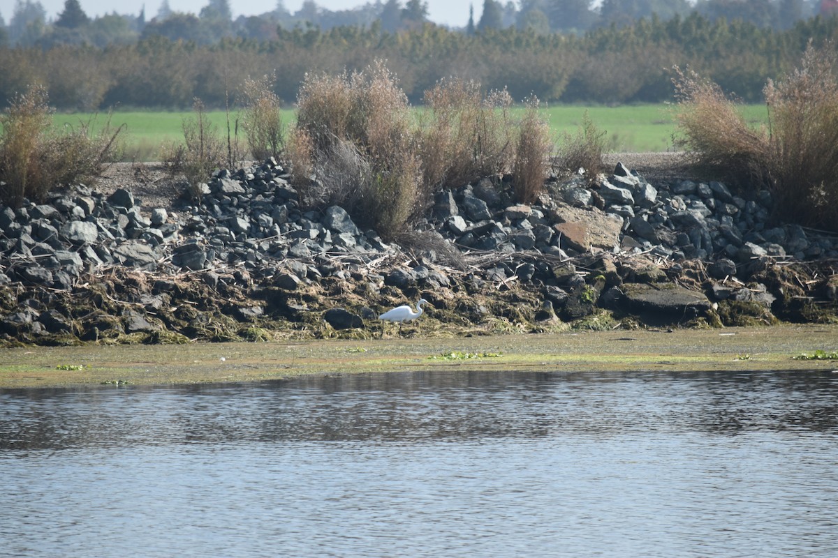 Great Egret - ML644290454