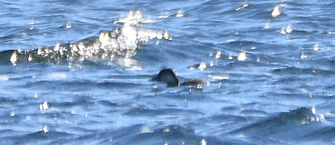 Amerika Kara Ördeği - ML644290459