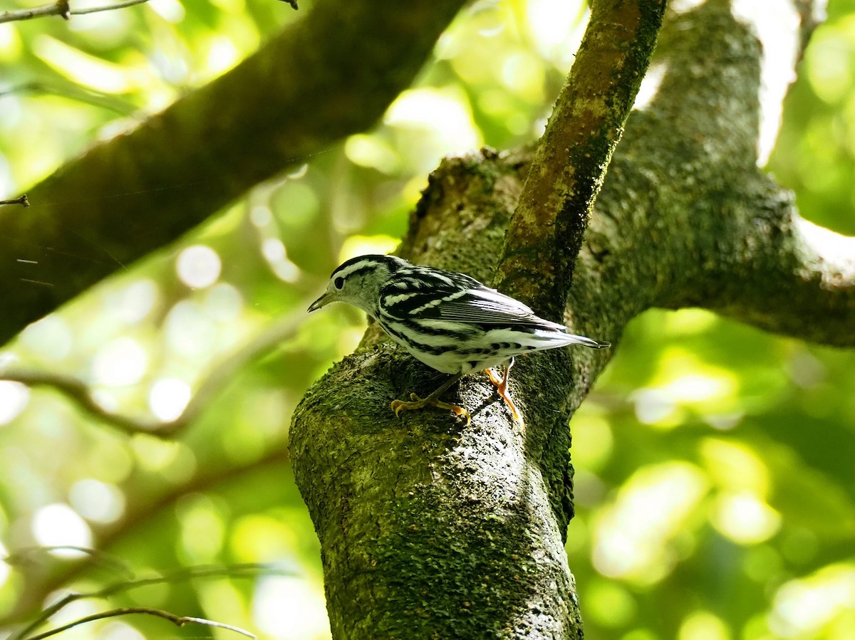 Black-and-white Warbler - ML644290460