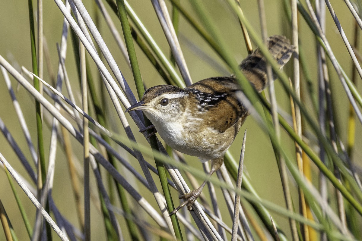 Cucarachero Pantanero - ML644290461