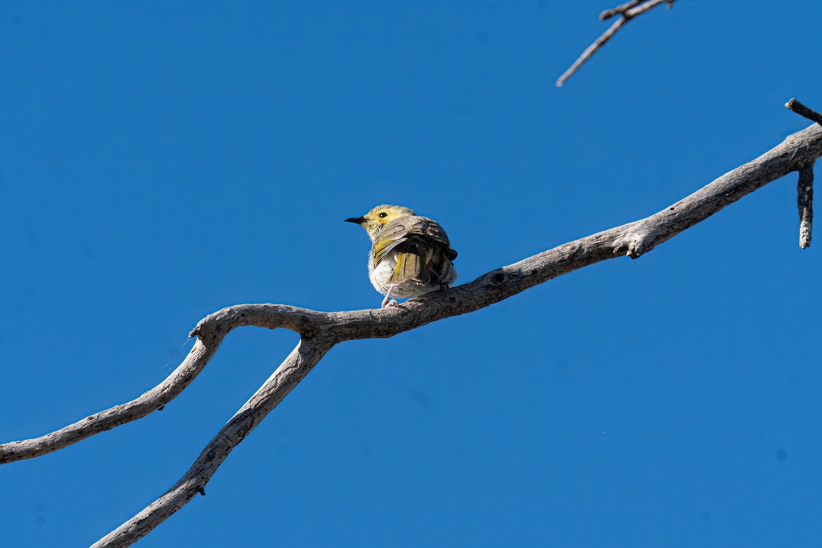 White-plumed Honeyeater - ML644290463