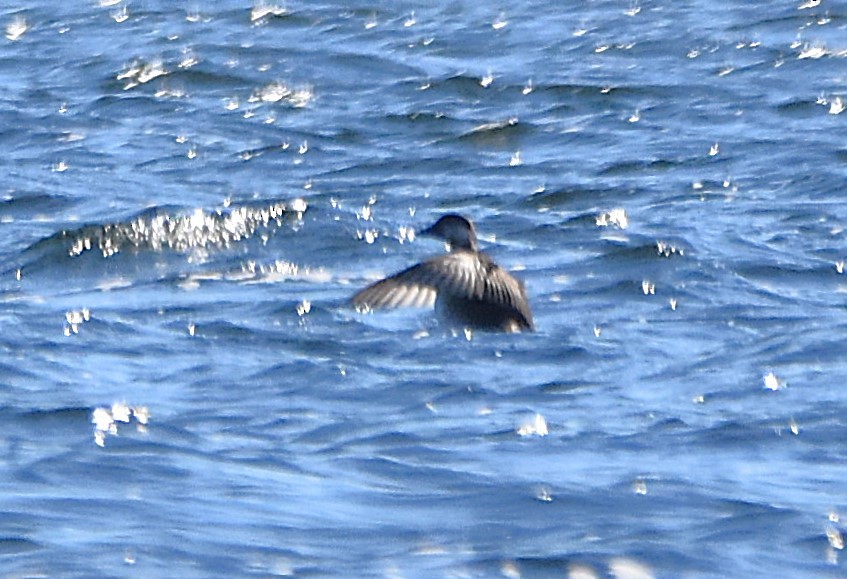 Amerika Kara Ördeği - ML644290468