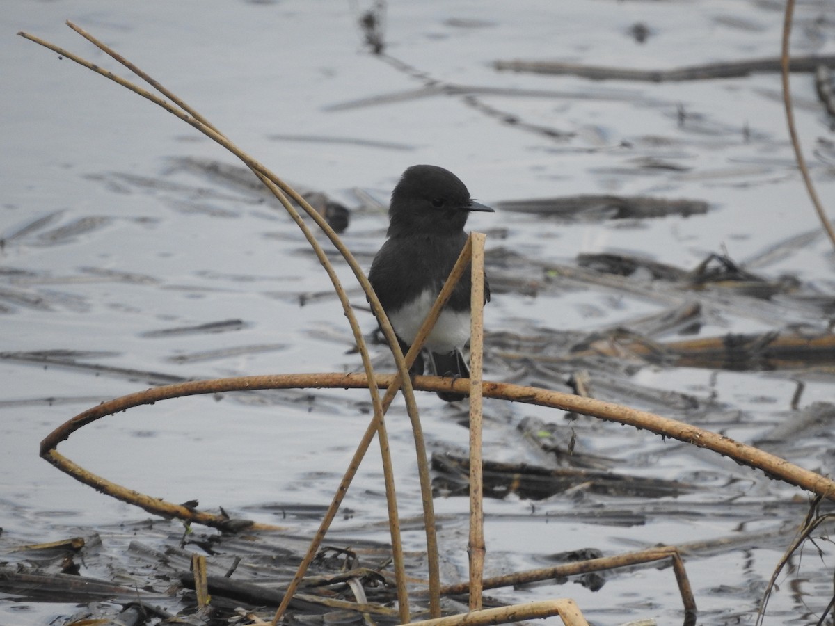 Black Phoebe - ML644290469