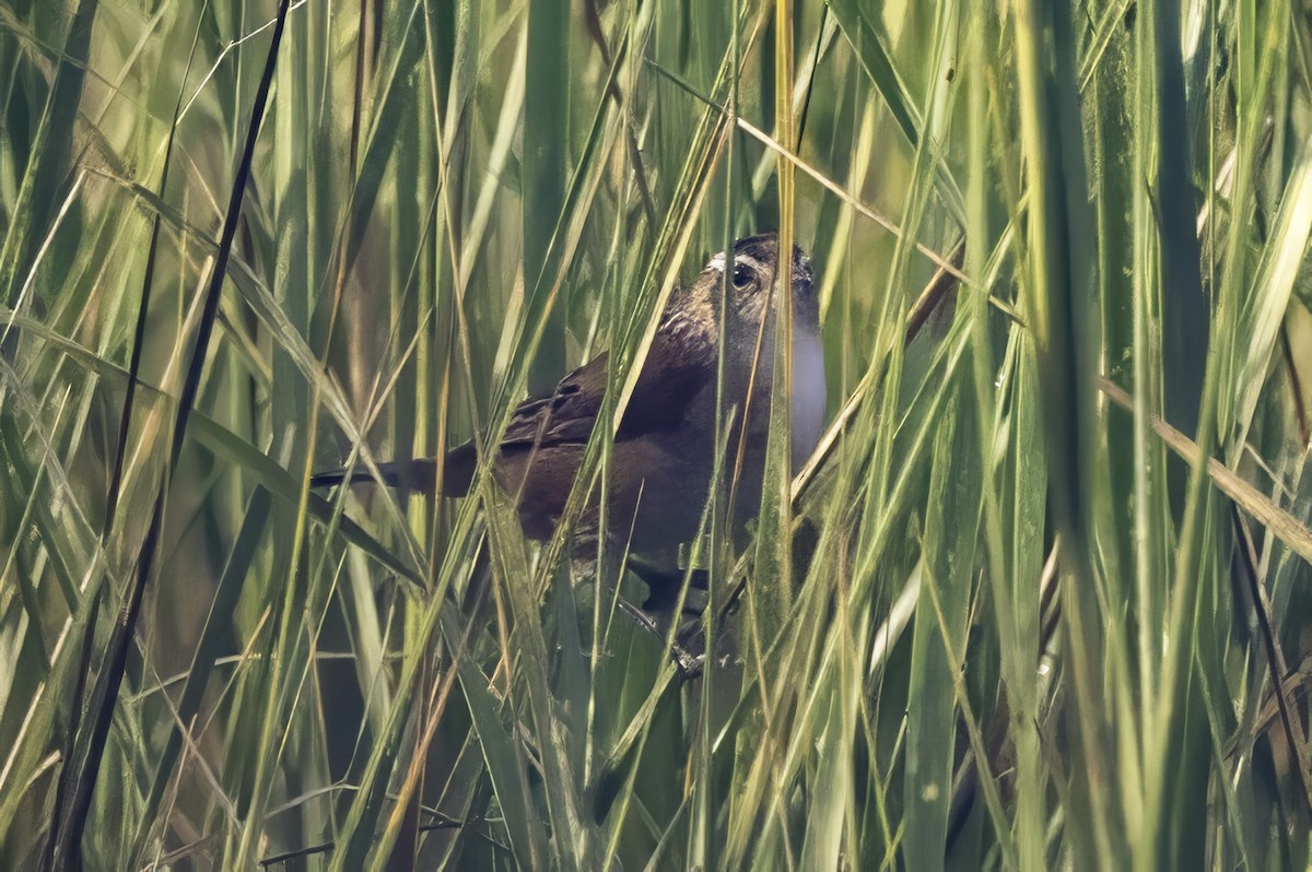 Cucarachero Pantanero - ML644290472