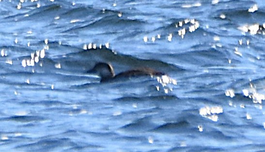 Amerika Kara Ördeği - ML644290483