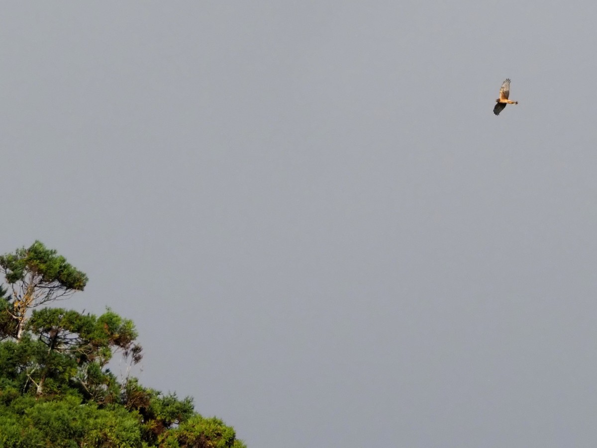 Northern Harrier - ML644290488