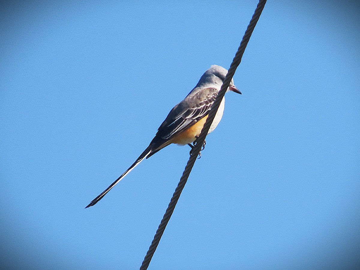 Scissor-tailed Flycatcher - ML644290498